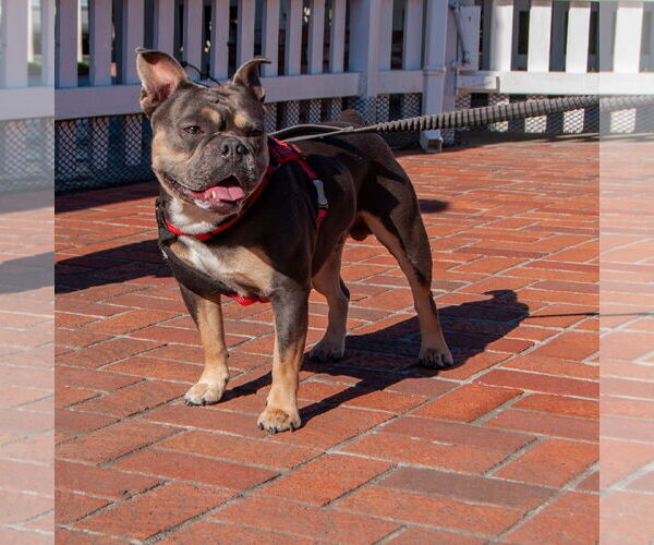 Medium Photo #1 Bulldog-Unknown Mix Puppy For Sale in San Jose, CA, USA