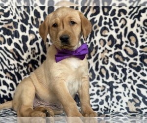 Golden Labrador Puppy for sale in LANCASTER, PA, USA