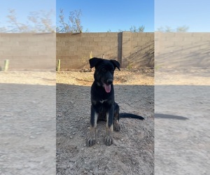 German Shepherd Dog-Siberian Husky Mix Puppy for sale in PHOENIX, AZ, USA