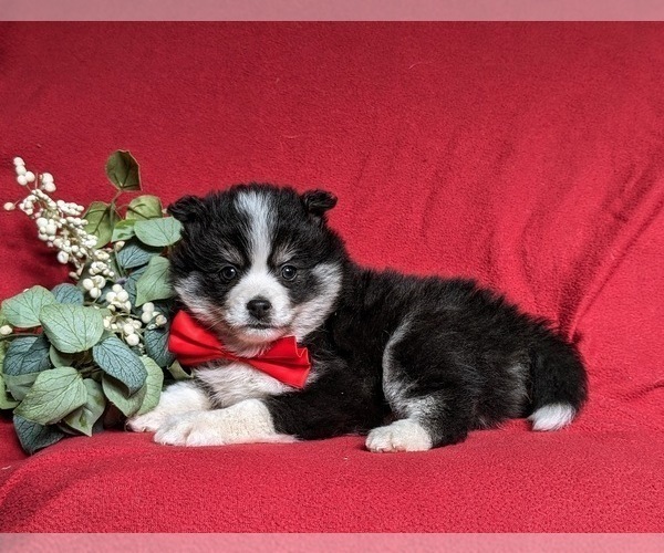 Medium Photo #5 Pomsky Puppy For Sale in EPHRATA, PA, USA