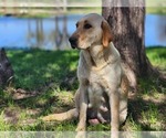 Small Photo #1 Labrador Retriever Puppy For Sale in EDGEWOOD, TX, USA