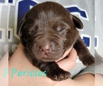 Small Photo #5 Labrador Retriever Puppy For Sale in DAVISON, MI, USA