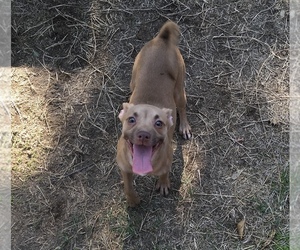 Basenji-Pembroke Welsh Corgi Mix Dogs for adoption in MADERA, CA, USA