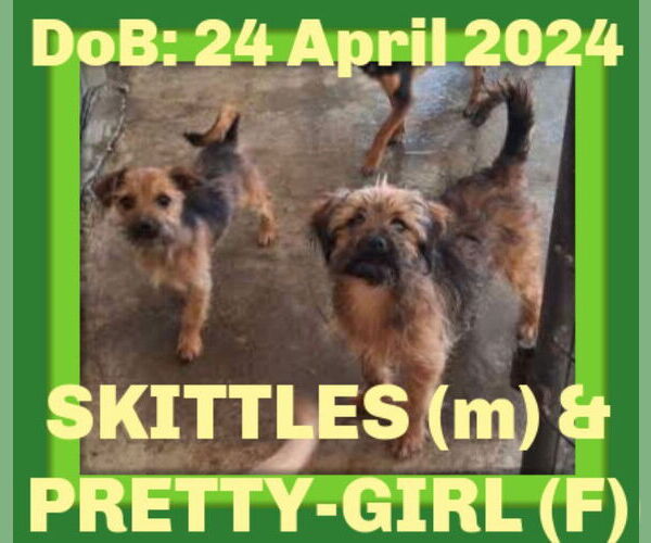 Medium Photo #4 Mutt Puppy For Sale in Sebec, ME, USA