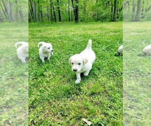 English Cream Golden Retriever Puppy for sale in DAWSONVILLE, GA, USA