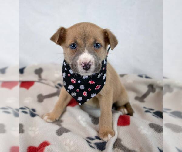 Medium Photo #3 Mutt Puppy For Sale in Kennesaw, GA, USA