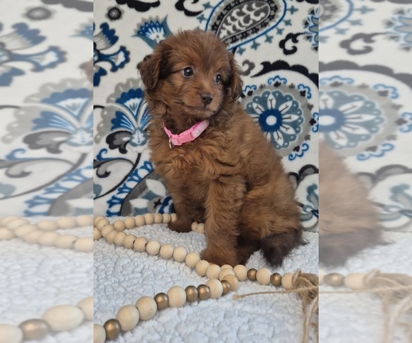 Medium Photo #1 Pomapoo (Toy) Puppy For Sale in LEWISBURG, KY, USA