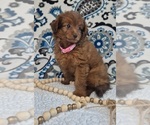 Puppy 1 Pomapoo (Toy)