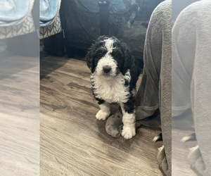 Bernedoodle Puppy for sale in ZEELAND, MI, USA