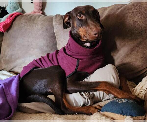 Medium Photo #6 Doberman Pinscher Puppy For Sale in Minneaoplis, MN, USA