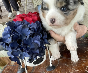 Medium Miniature Australian Shepherd
