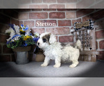 Small #4 Poodle (Miniature)