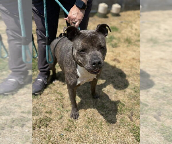 Medium Photo #3 Staffordshire Bull Terrier-Unknown Mix Puppy For Sale in Brewster, NY, USA