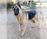 Small Photo #9 German Shepherd Dog-Unknown Mix Puppy For Sale in Apple Valley, CA, USA