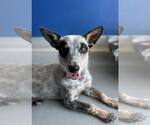 Small #1 Mutt