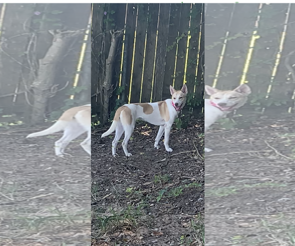 Medium Photo #1 Huskies -Retriever  Mix Puppy For Sale in The Woodlands, TX, USA