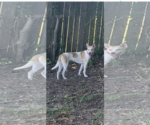Huskies -Retriever  Mix Dogs for adoption in The Woodlands, TX, USA