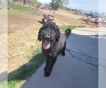 Small Photo #1 Bordoodle Puppy For Sale in SCOTTSBLUFF, NE, USA