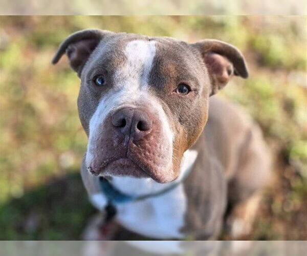 Medium Photo #3 Bulldog Puppy For Sale in Ocala, FL, USA