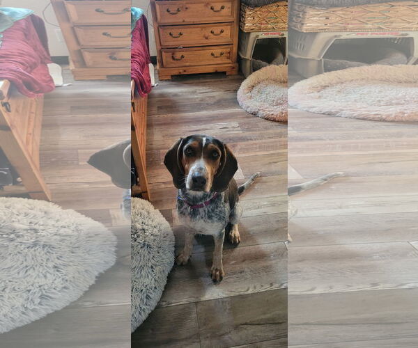 Medium Photo #2  Puppy For Sale in , 