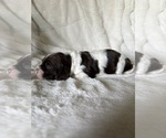 Small Photo #10 Cocker Spaniel Puppy For Sale in LEANDER, TX, USA