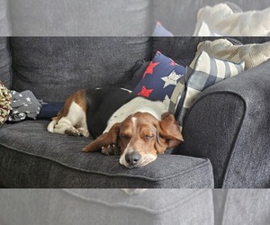 Mother of the Basset Hound puppies born on 05/04/2025