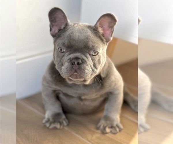 Medium Photo #2 French Bulldog Puppy For Sale in IRVINE, CA, USA