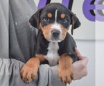 Small #2 Rottweiler Mix