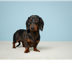 Father of the Dachshund puppies born on 02/07/2024