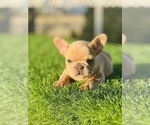 Small #5 French Bulldog
