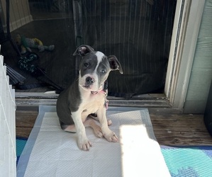 American Pit Bull Terrier Puppy for sale in BUFORD, GA, USA