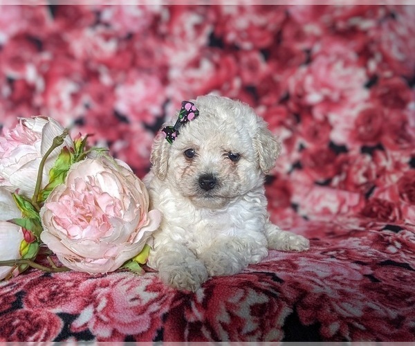 Medium Photo #6 Bichpoo Puppy For Sale in NOTTINGHAM, PA, USA