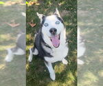 Small #1 Siberian Husky