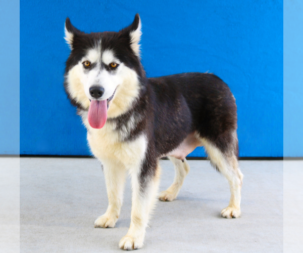 Medium Photo #2 Siberian Husky Puppy For Sale in Pasadena, CA, USA