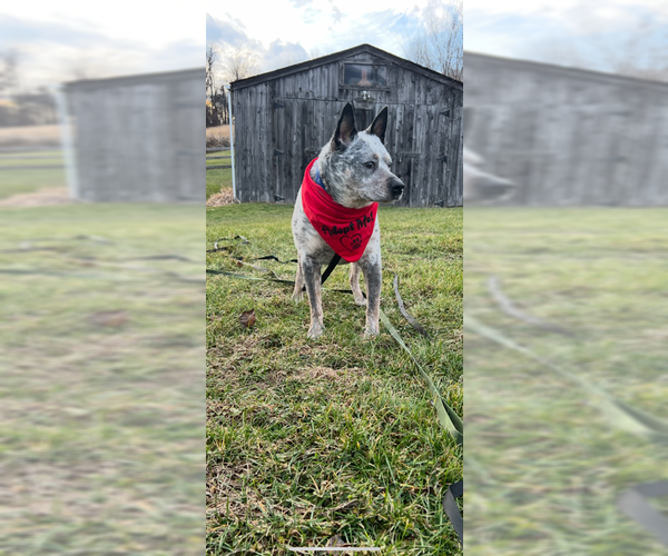 Medium Photo #3 Mutt Puppy For Sale in Garden City, NY, USA