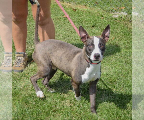 Medium Photo #3 American Staffordshire Terrier-Bull Terrier Mix Puppy For Sale in Huntley, IL, USA