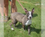 Small #2 American Staffordshire Terrier-Bull Terrier Mix