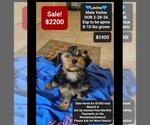 Image preview for Ad Listing. Nickname: Levine