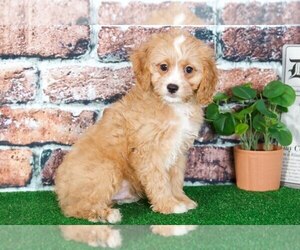 Cavapoo Puppy for sale in BEL AIR, MD, USA