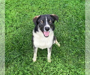 Border Collie-Huskies Mix Dogs for adoption in Unionville, PA, USA