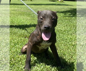 American Pit Bull Terrier-Unknown Mix Dogs for adoption in Sparta, TN, USA