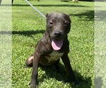 Small American Pit Bull Terrier Mix