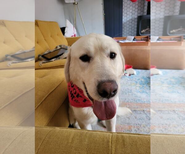 Medium Photo #3 Great Pyrenees-Unknown Mix Puppy For Sale in Bend, OR, USA