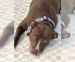 Small American Staffordshire Terrier-Labrador Retriever Mix