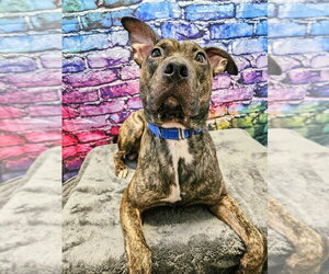 Mutt Dogs for adoption in Gloversville, NY, USA