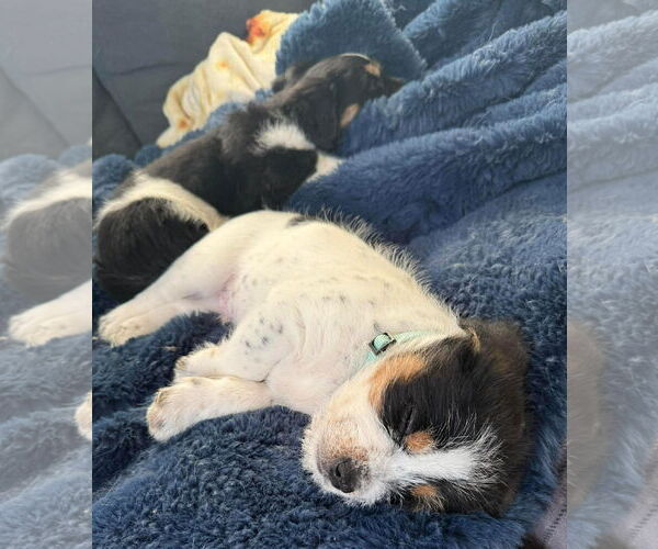 Medium Photo #3 Mutt Puppy For Sale in Rochester, NY, USA