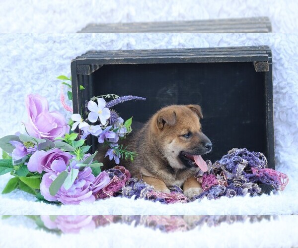 Medium Photo #3 Shiba Inu Puppy For Sale in LOYAL, WI, USA