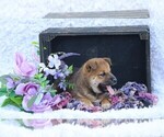 Small #2 Shiba Inu