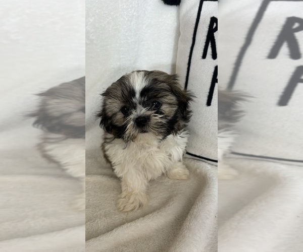 Medium Photo #4 Shih Tzu Puppy For Sale in GREENFIELD, IN, USA