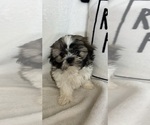 Small #3 Shih Tzu